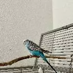 Schwarm gesucht! Bild 2
