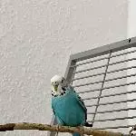 Schwarm gesucht! Bild 1