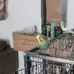 Wellensittich Paar abzugeben Bild 1
