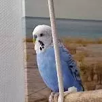 Welli Hahn sucht neues Zuhause Bild 1