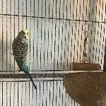 Wellensittich Hahn sucht zuhause Bild 1