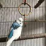 Itsy, Wellihahn (4-5 Jahre), nähe Neustadt/Weinstraße sucht liebevolles zu Hause Bild 3