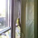 Wellidame sucht ein neues Zuhause Bild 1