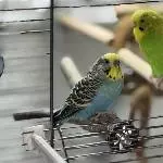 2 lebhafte Welli Hähne suchen neues Zuhause Bild 1