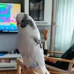 Welli Männchen sucht ein Zuhause Bild 2