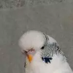 Welli Männchen sucht ein Zuhause Bild 3