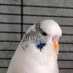 Welli Männchen sucht ein Zuhause Bild 1