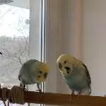 Allerliebste Rasselbande sucht neues Zuhause Bild 2