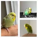 3 wundervolle Wellis suchen ein neues Zuhause Bild 1