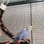Wellipärchen abzugeben Bild 1