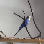 Wellipärchen abzugeben Bild 2