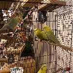 liebevolle Truppe sucht ein schönes neues Zuhause Bild 1