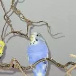 Wunderschöne Wellensittiche in beste Hände abzugeben Bild 4