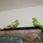 Welli Männchen suchen ein neues zuhause Bild 1