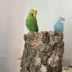 Best Buddies suchen neues Zuhause Bild 1