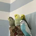Best Buddies suchen neues Zuhause Bild 2