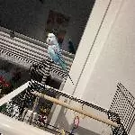 Wellensittich abzugeben Bild 1