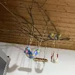 2 Wellensittich-Hähne abzugeben Bild 1