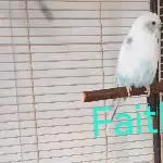 4 Wellis abzugeben Bild 2