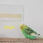 4 Wellis abzugeben Bild 3