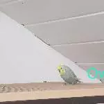 4 Wellis abzugeben Bild 1