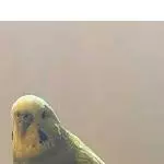 Wellensittich-Henne sucht Anschluss Bild 1