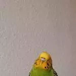 Rettender Engel für blinde Wellidame gesucht Bild 3