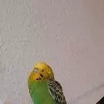 Rettender Engel für blinde Wellidame gesucht Bild 1