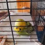 Rettender Engel für blinde Wellidame gesucht Bild 2