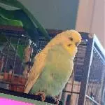 Einsamer Welli sucht Zuhause Bild 1