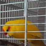 Ziegensittichweibchen sucht Freunde Bild 3