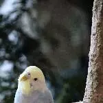 Flugunfähiger Welli sucht Gleichgesinnte Bild 1