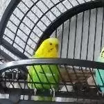 Tommy und Annika suchen ein Zuhause Bild 4