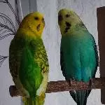 Tommy und Annika suchen ein Zuhause Bild 2