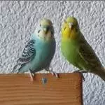 Tommy und Annika suchen ein Zuhause Bild 3