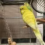 6 Wellis suchen ihr Traumzuhause Bild 4