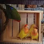 Rosenköpfchen (1Paar m/w, 2 Jungvögel w) suchen Zuhause Bild 1