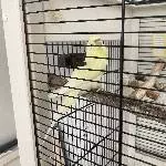 Ältere Henne sucht neues Zuhause Bild 1