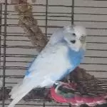 Welli-Hahn in liebevolles Zuhause abzugeben Bild 1