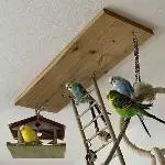 Wellensittiche suchen ein schönes Zuhause ! Bild 1