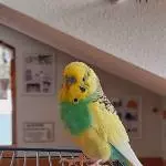 Eddie und Karlsson allein zu Hause Bild 2