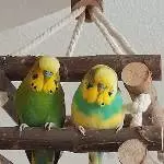 Eddie und Karlsson allein zu Hause Bild 3
