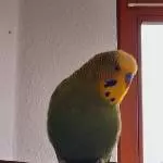 Eddie und Karlsson allein zu Hause Bild 1