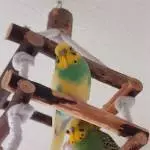Eddie und Karlsson allein zu Hause Bild 4