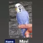 Mavi, charakterstarker Wellensittich Bild 1