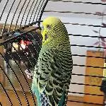 Welli sucht liebevolles Zuhause Bild 3