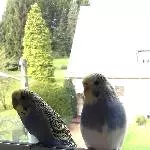 Welli sucht liebevolles Zuhause Bild 2