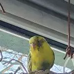 Mali sucht ein neues liebevolles Zuhause Bild 1