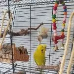 Zuhause für süßes Welli-Weibchen gesucht Bild 1