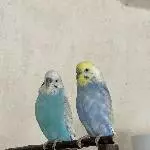 Sunny&Loki in liebevolle Hände abzugeben Bild 1